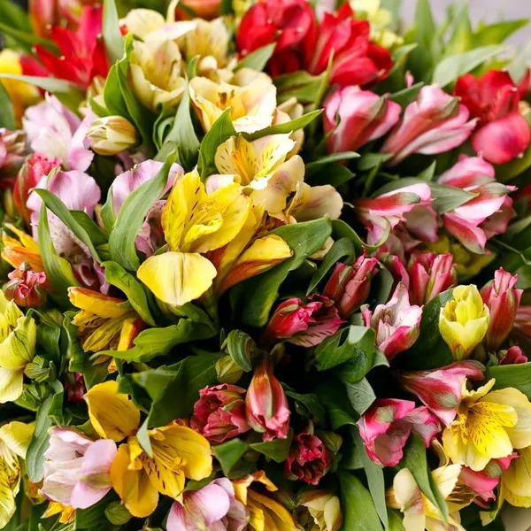 Альстромерия микс