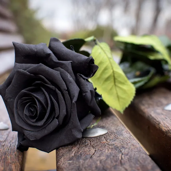 Черная роза