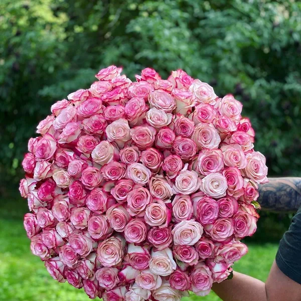 Букет из 101 розы "Нежность утра"