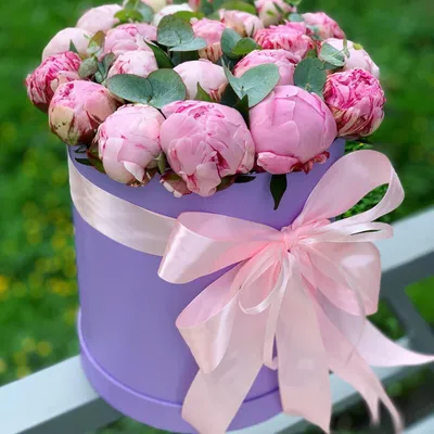 19 розовых пионов "Сара Бернар" в шляпной коробке