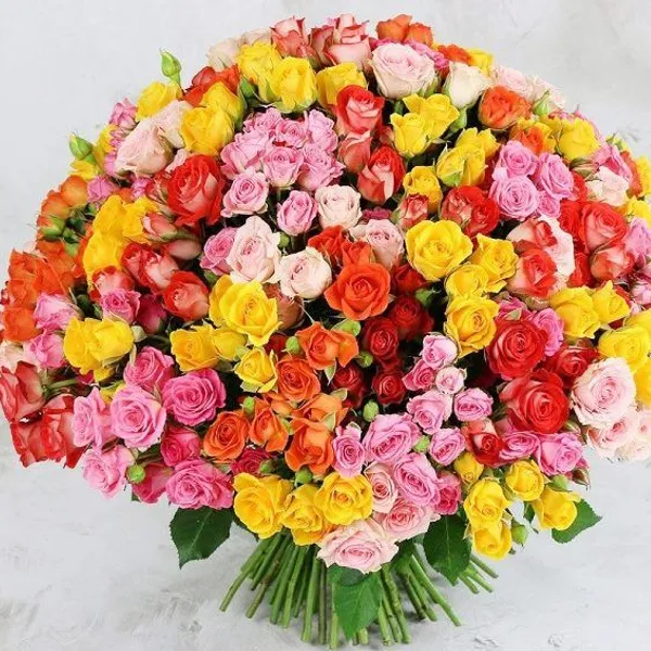 Роза кустовая кения/россия