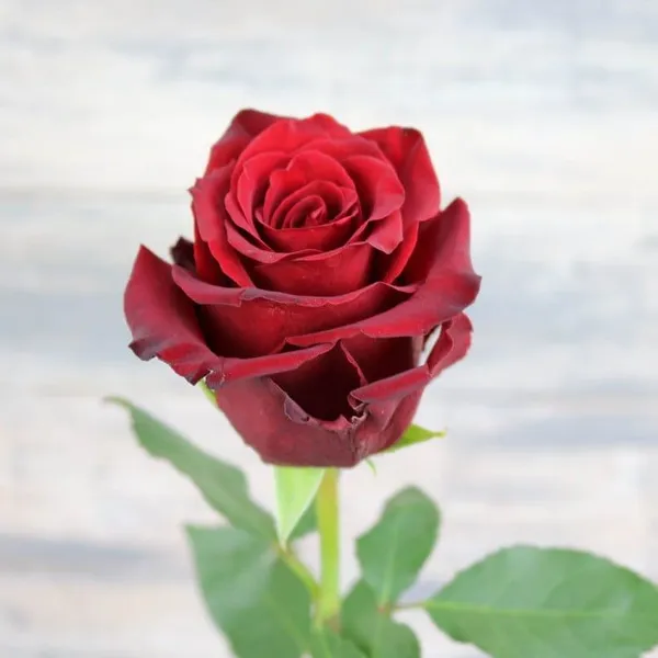 Роза красная эквадор "Эксплолер" 50 см