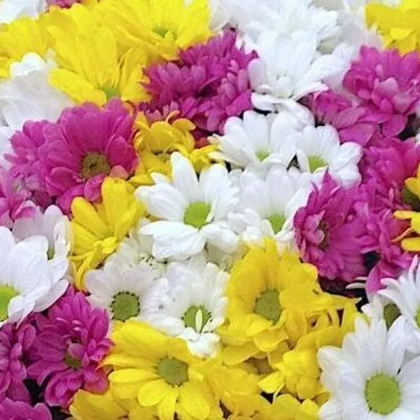 Хризантема кустовая цветная