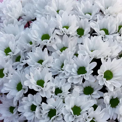 Хризантема кустовая белая