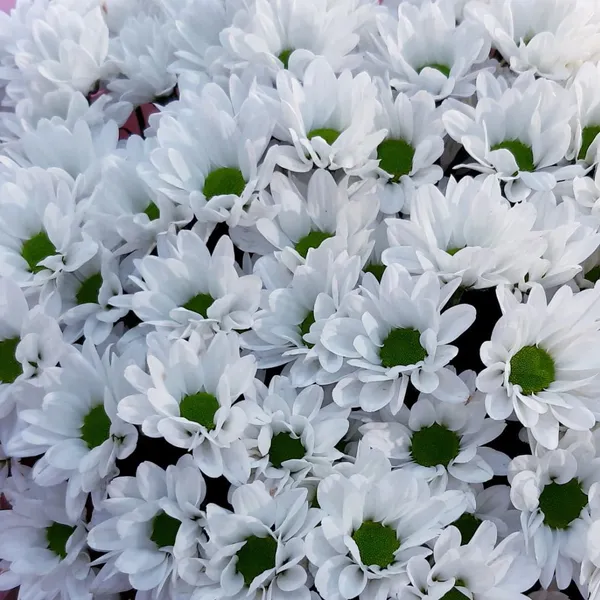 Хризантема кустовая белая