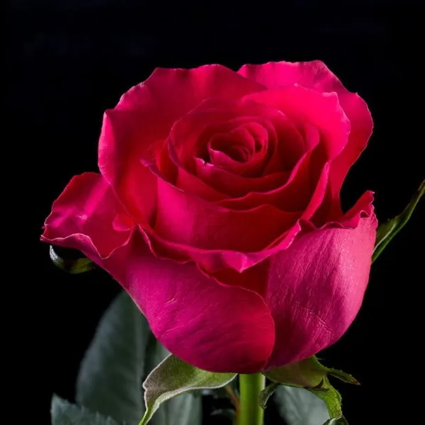 Роза розовая эквадор "Готча" 60 см