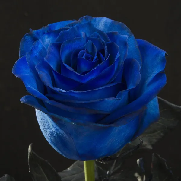 Синяя роза эквадор