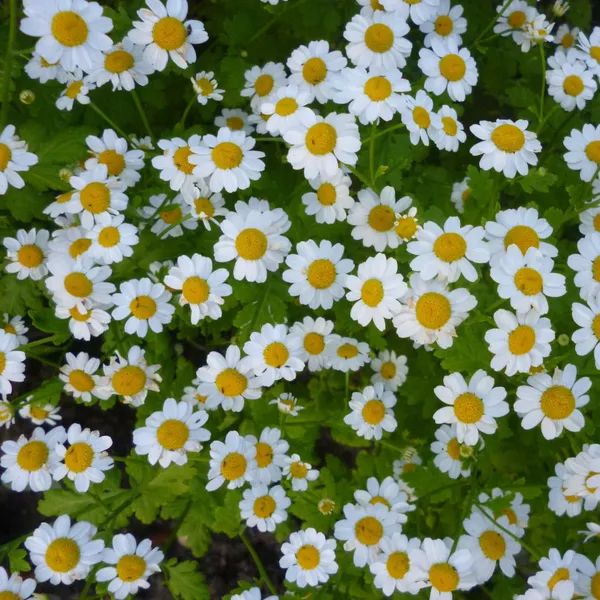 Матрикария (ромашка)