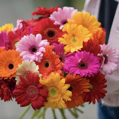 Букет из 51 герберы микс