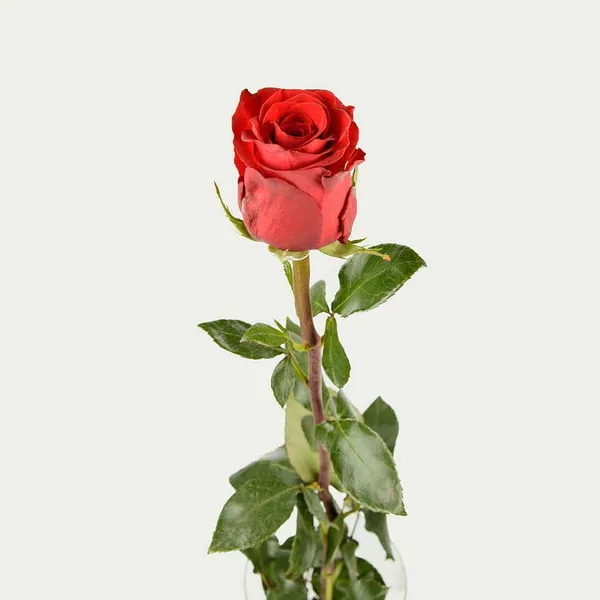 Роза красная эквадор "Эксплолер" 70 см