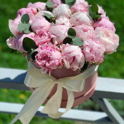 21 розовый пион "Сара Бернар" в шляпной коробке