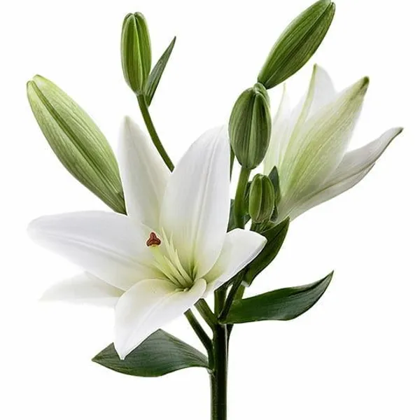 Лилия многоцветковая