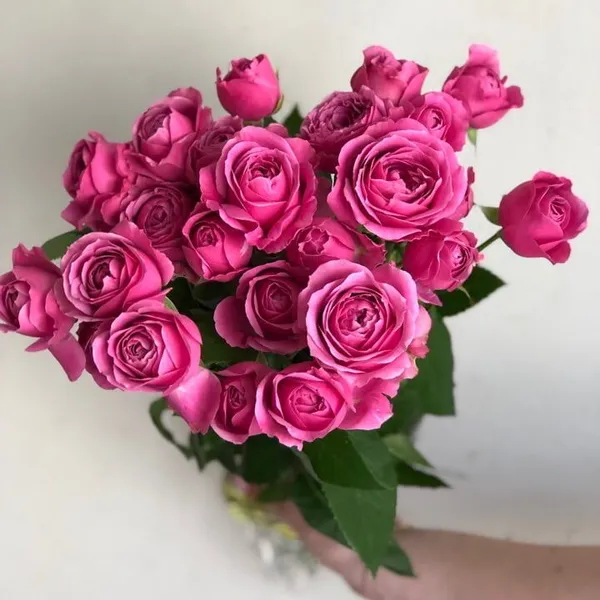 Роза кустовая пионовидная М