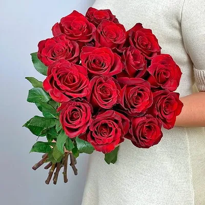 Букет 15 красных роз "Эксплорер" 60 см