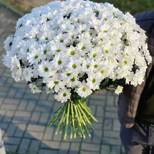 Букет из 25 белых кустовых хризантем