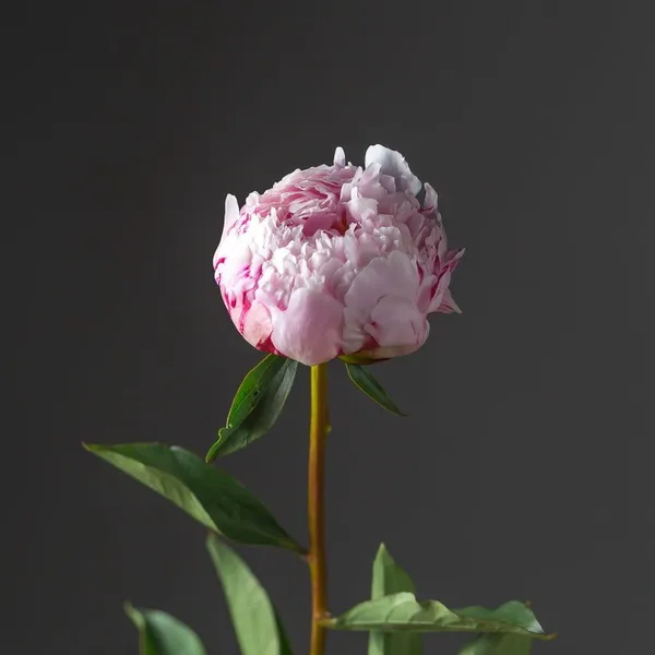 Пионы «Сара Бернар»